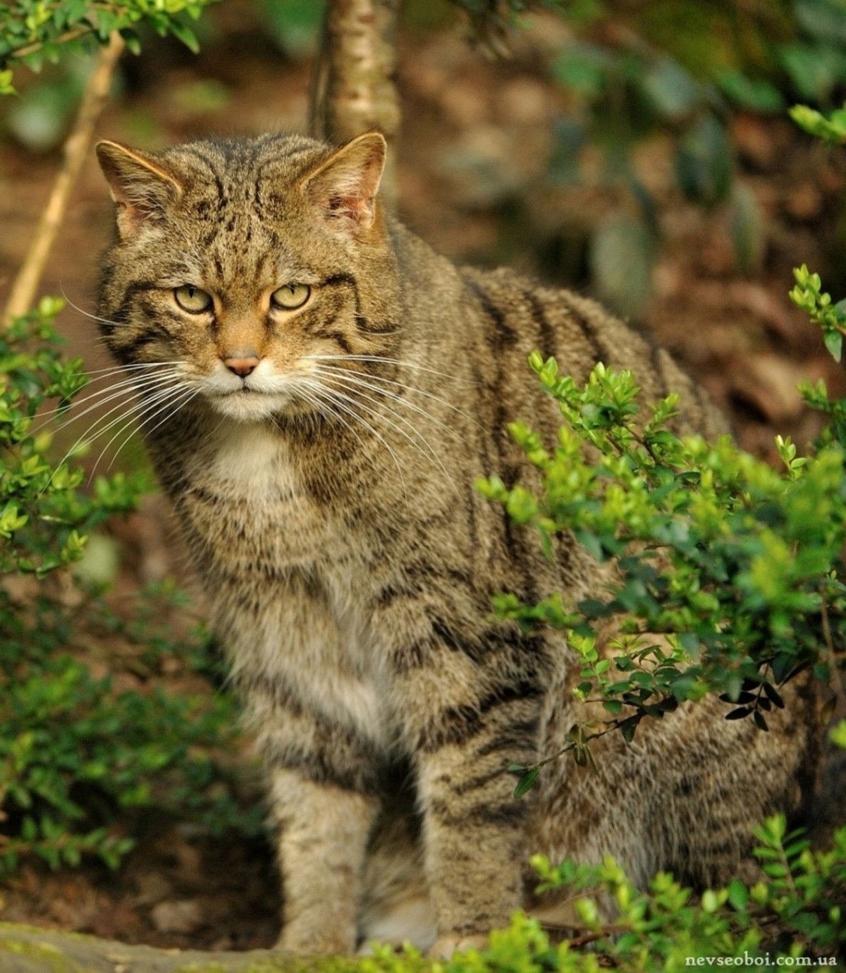 Европейский Лесной кот камышовый
