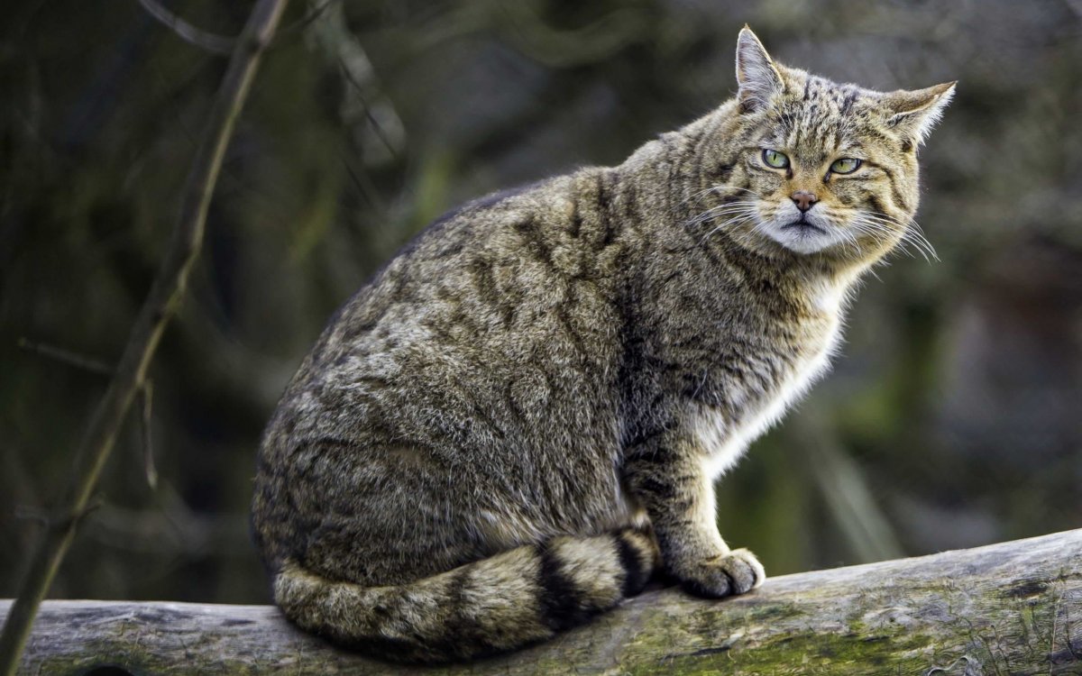 Сибирский дикий Лесной кот