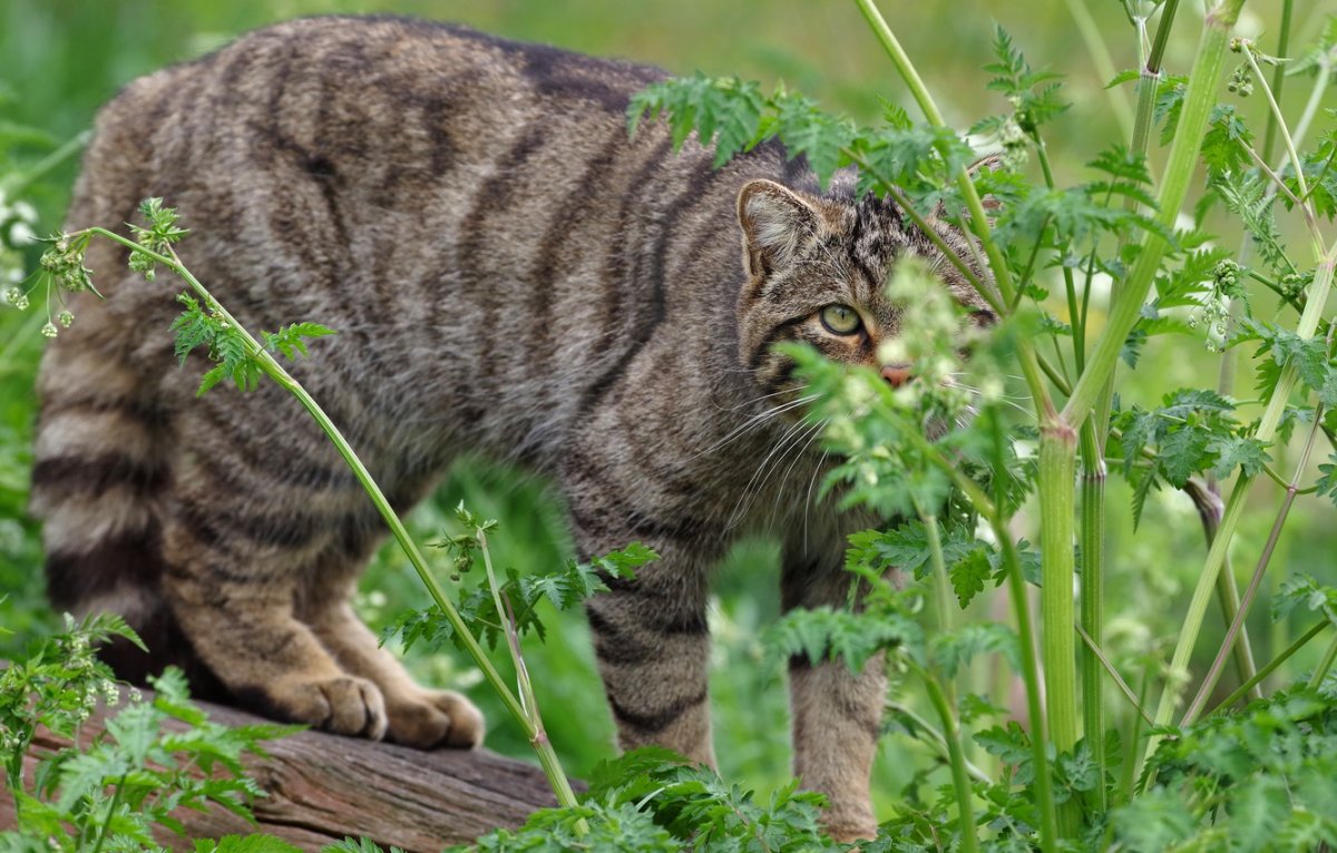 Оцелот зелёный