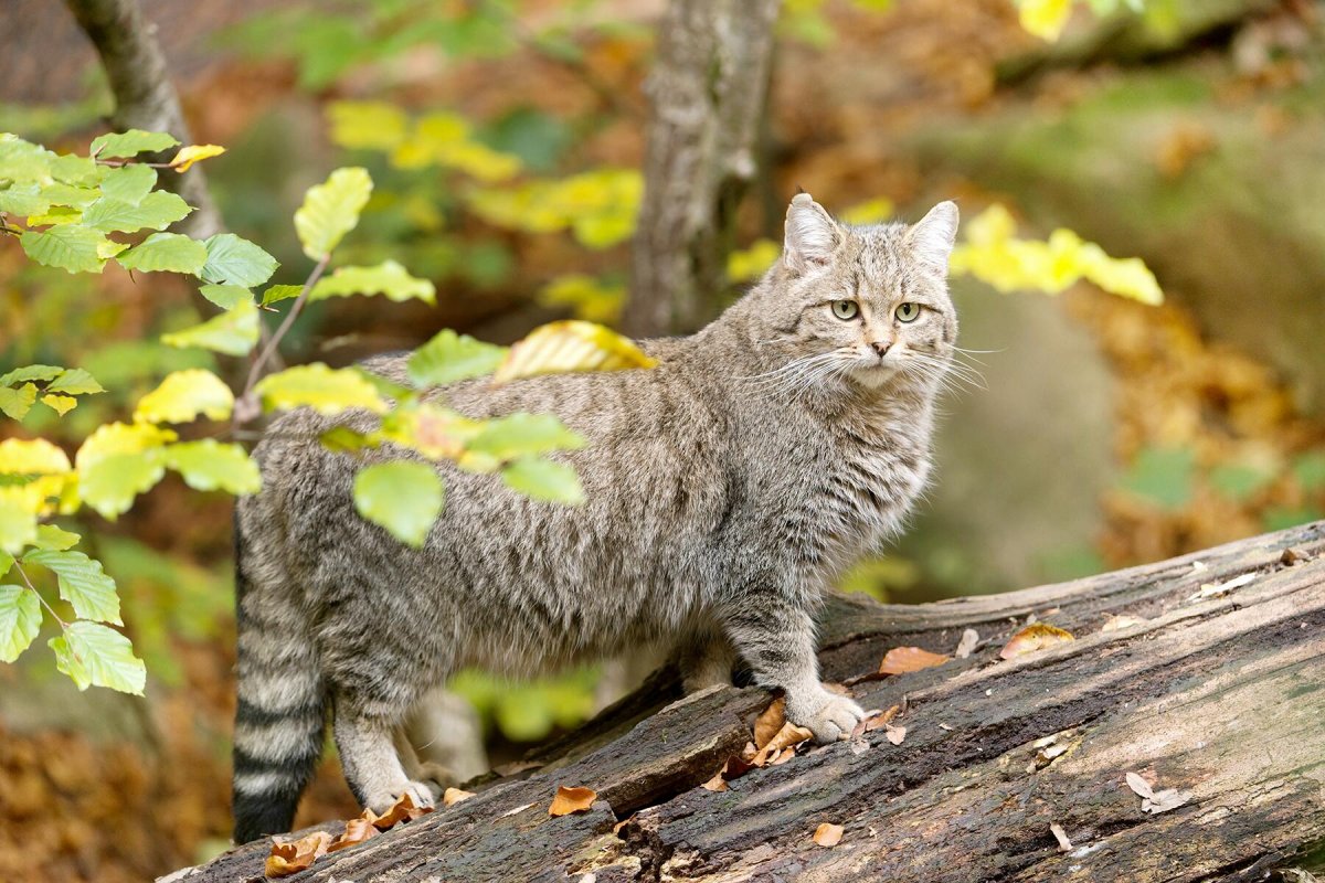Лесной кот Германия