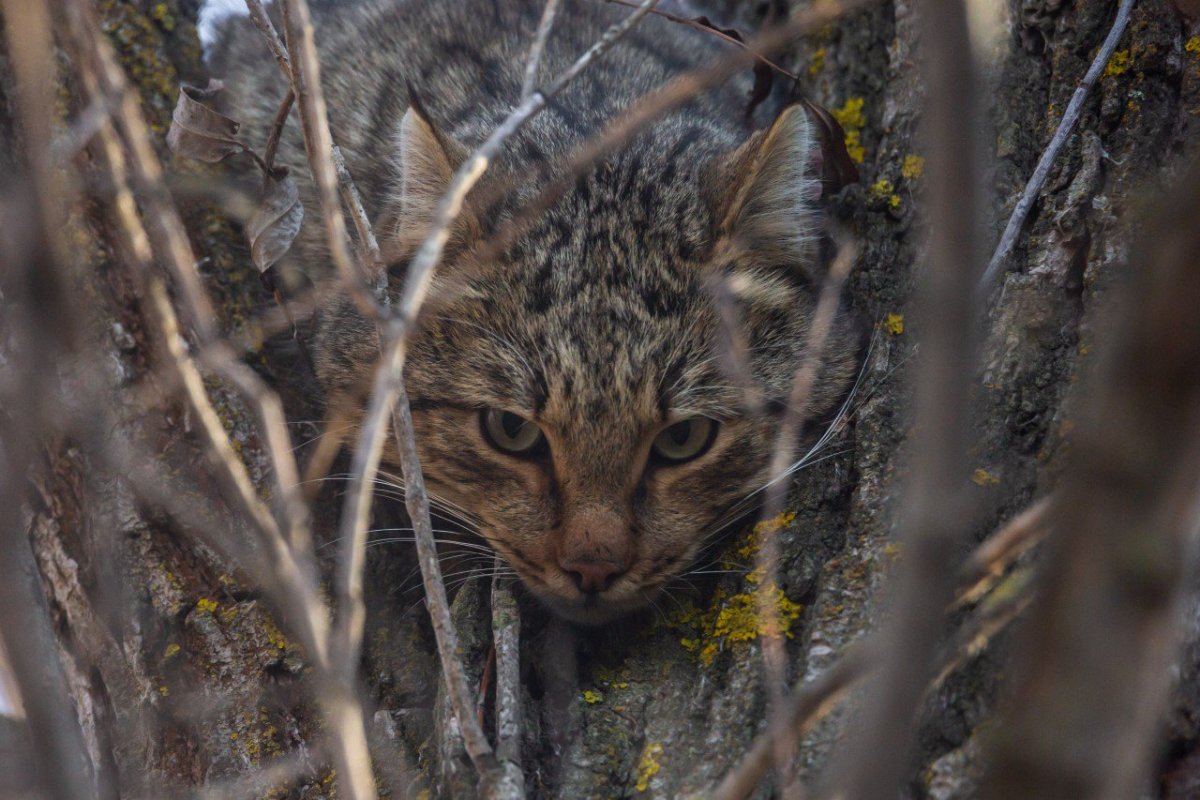 Кавказская Лесная кошка Felis Silvestris Caucasica