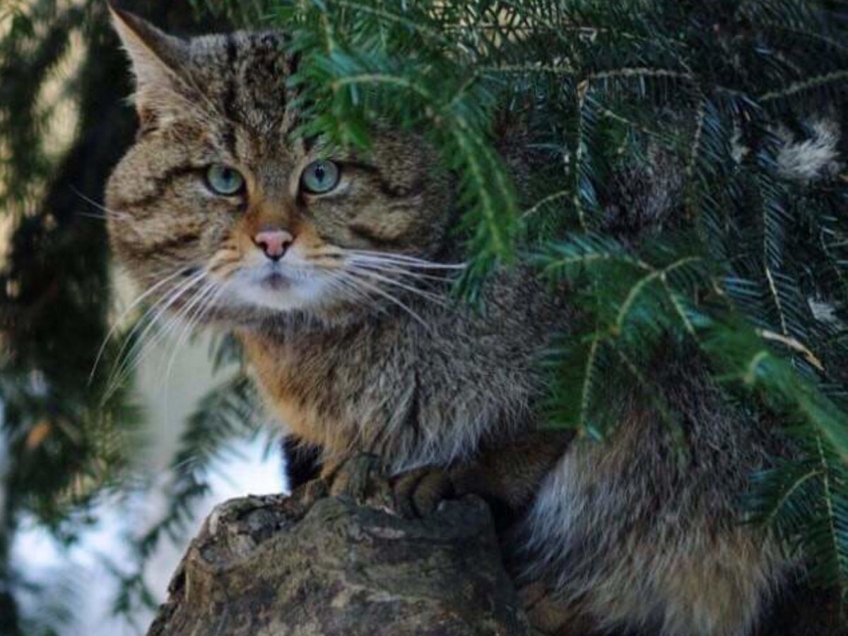 Норвежская Лесная кошка пушистая