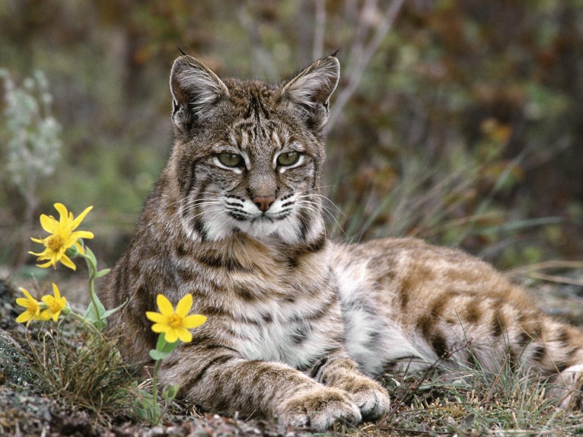 Амурская Рысь