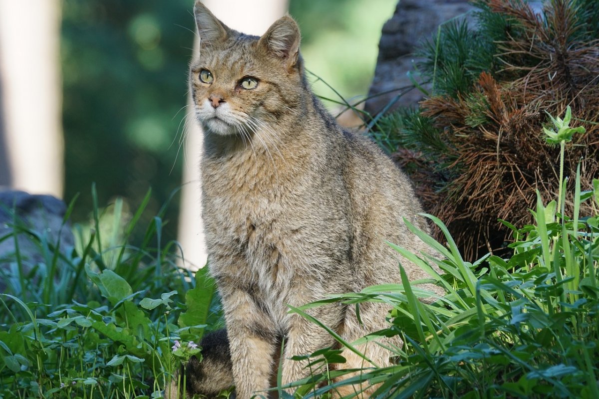 Кот в дикой природе