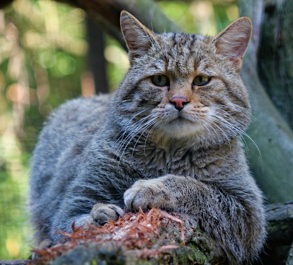 Дикие коты в природе