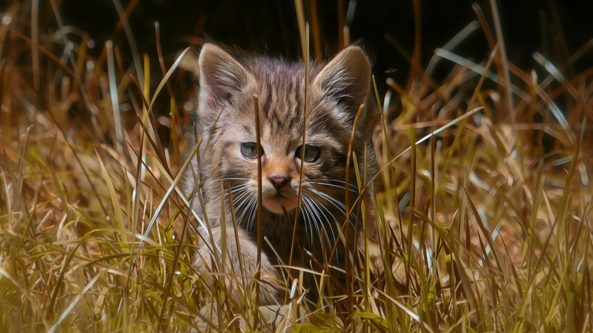 Лесной кот детеныш