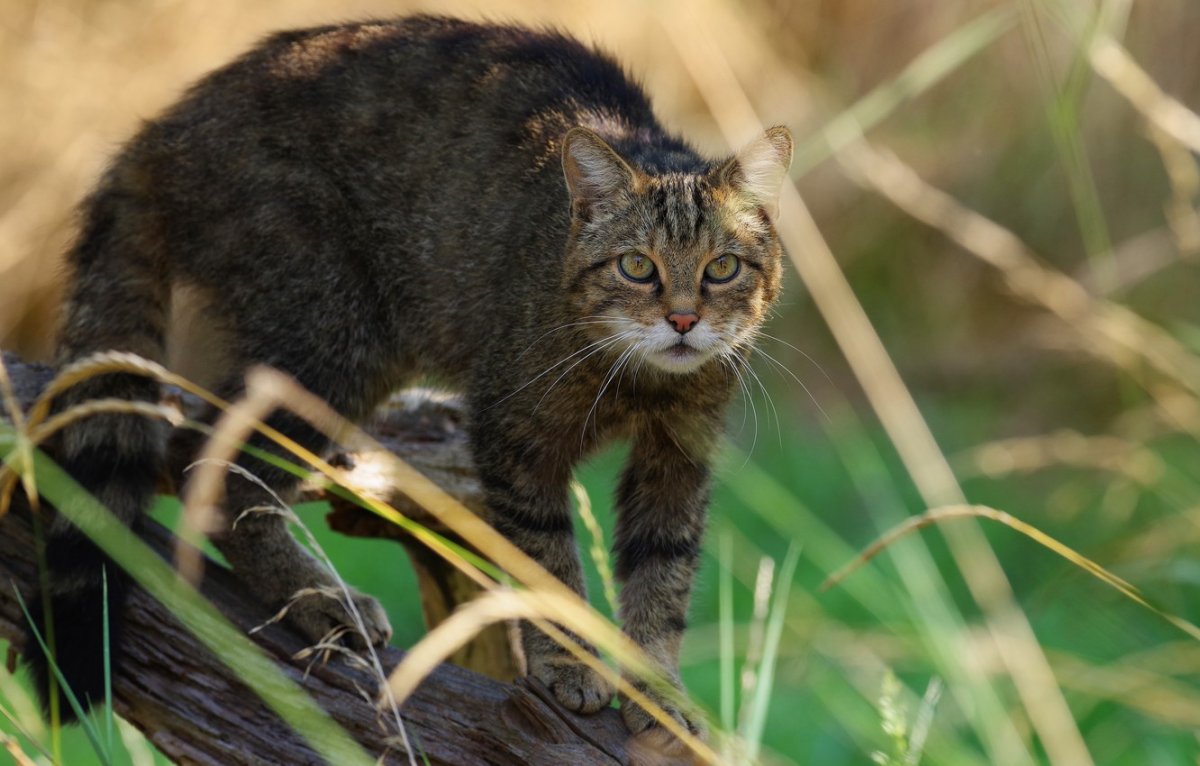 Китайская кошка Гобийская серая кошка