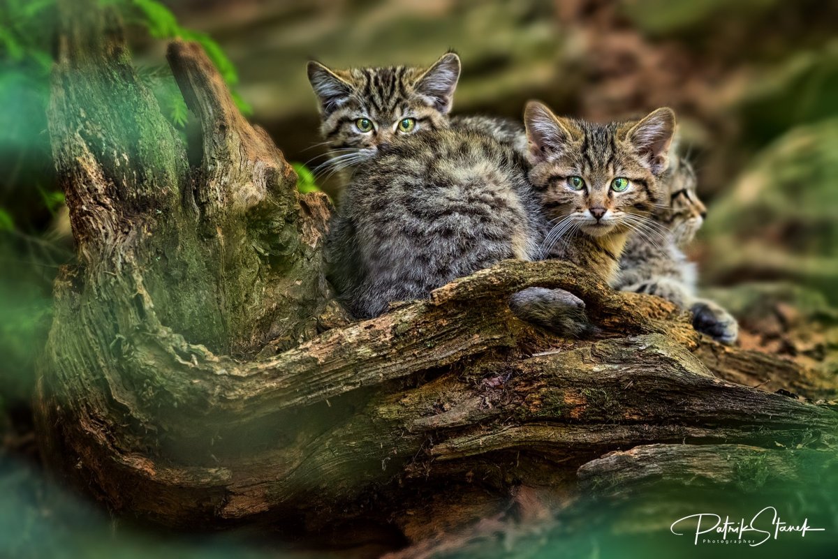 Камышовый кот Манул