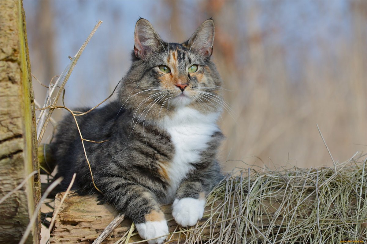 Европейский Лесной кот камышовый