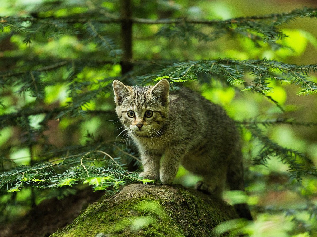 Амурский Лесной кот
