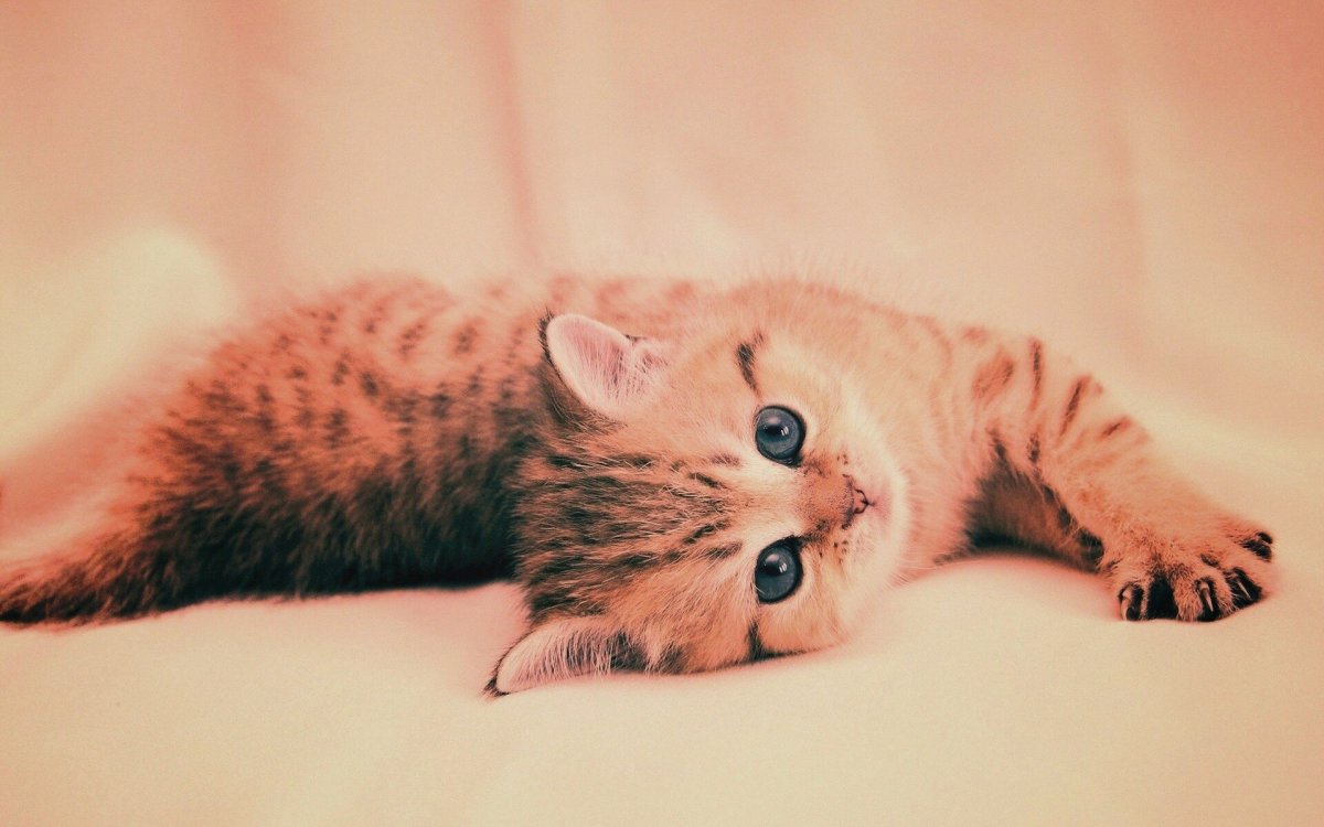 Обои котята