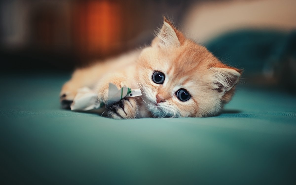 Милые котики