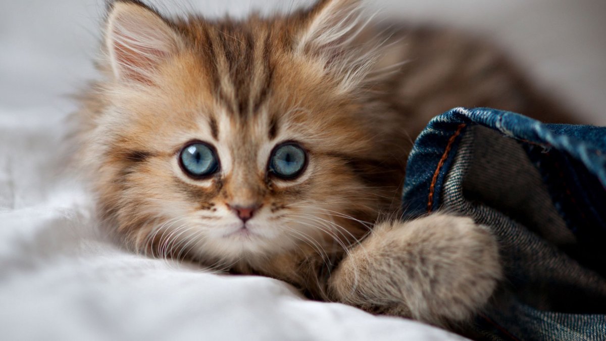 Милые кошечки