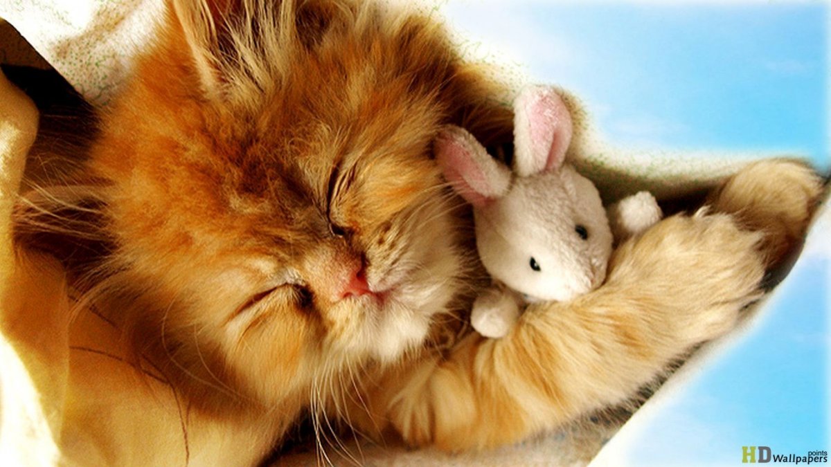 Обои на рабочий стол котята прикольные