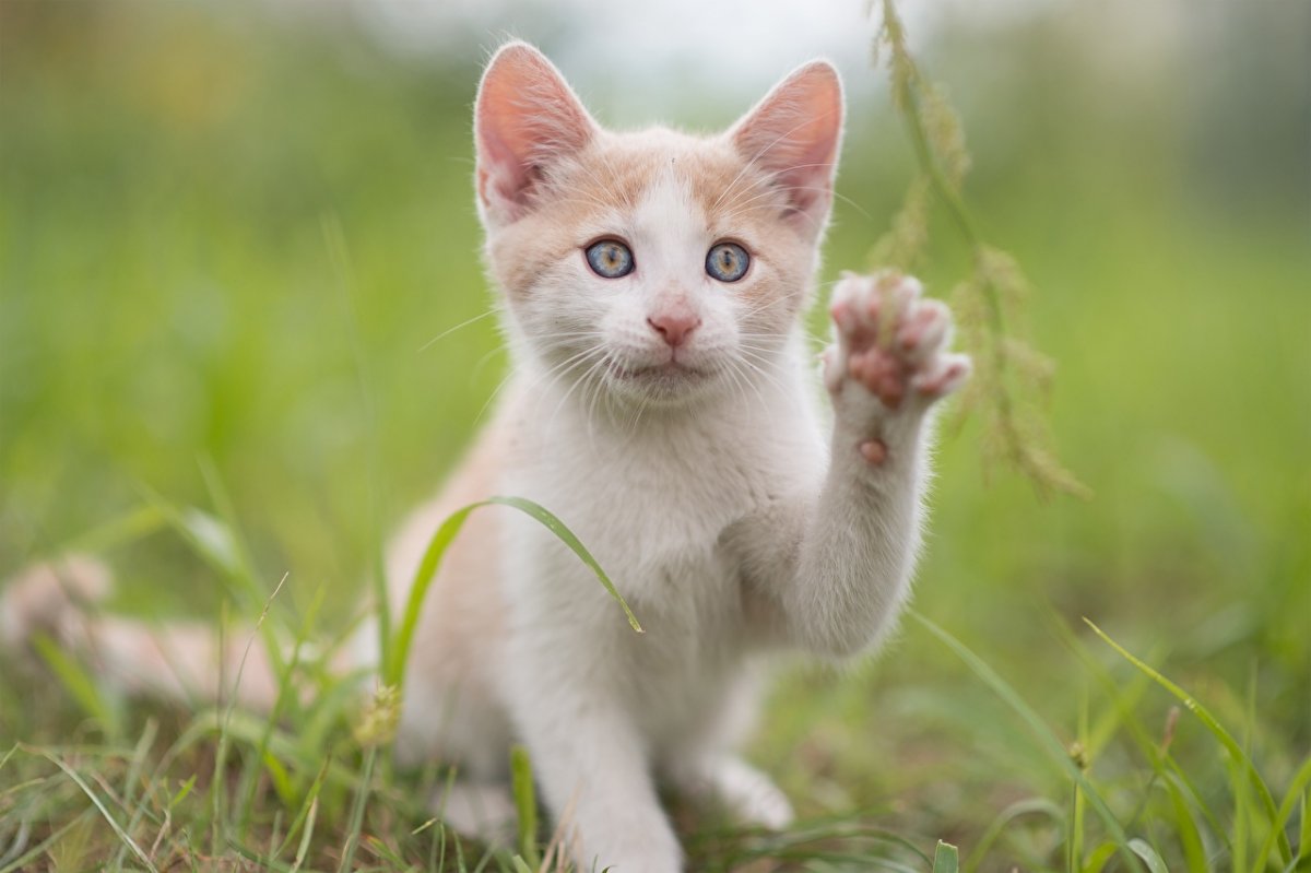 Рыжий кот с поднятой лапой