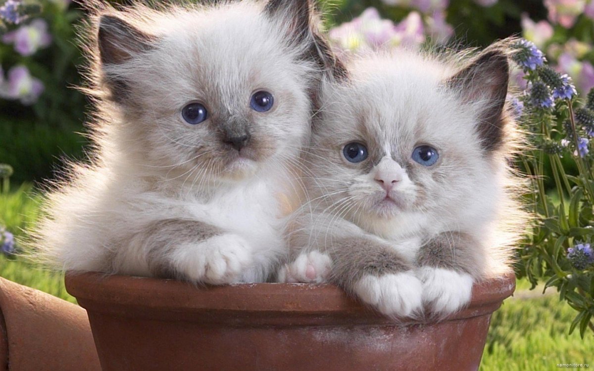 Милые котята