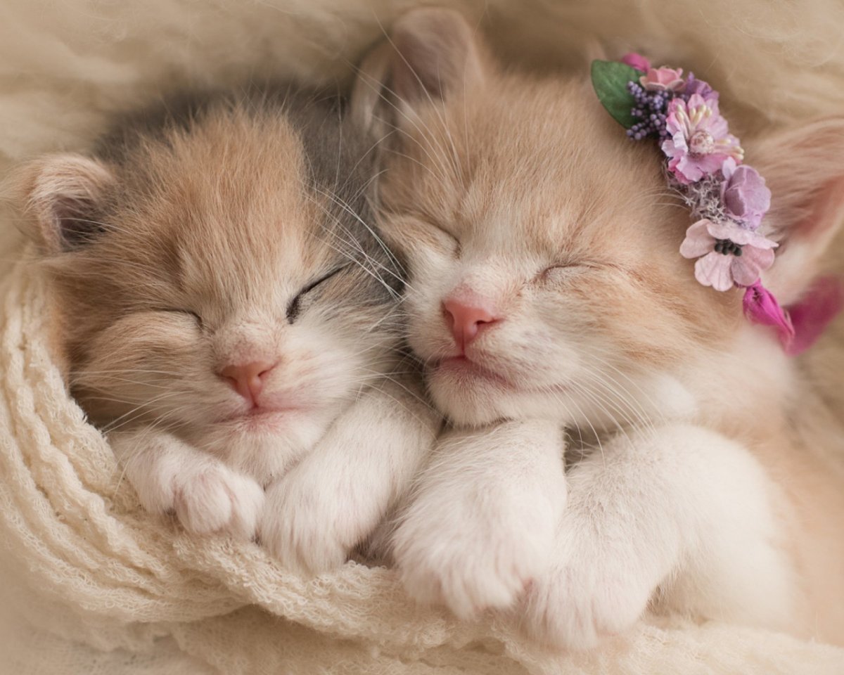 Пазлы 1000 элементов два спящих котенка TOPPUZZLE