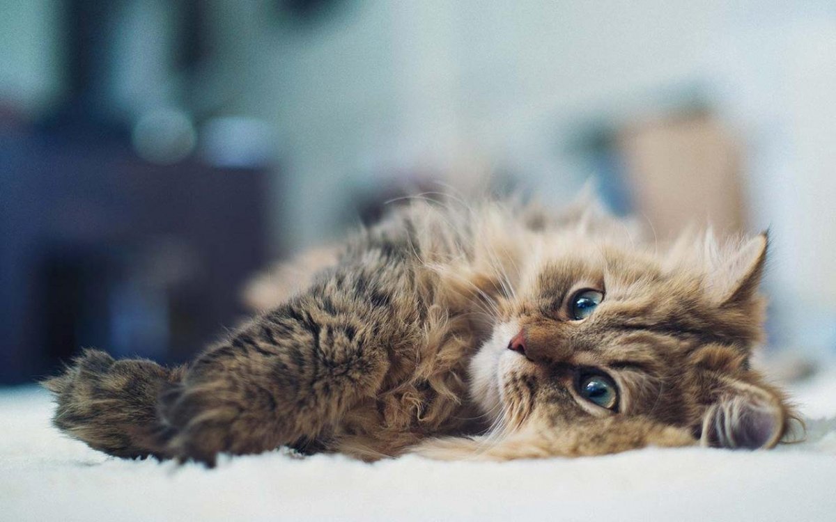 Самые милые котята