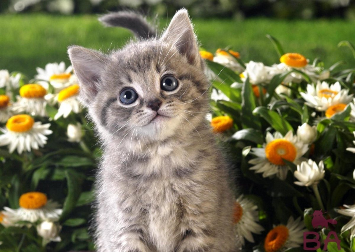 Милые котятки