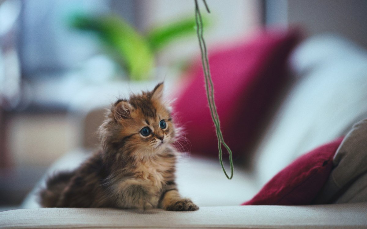 Самые милые котята