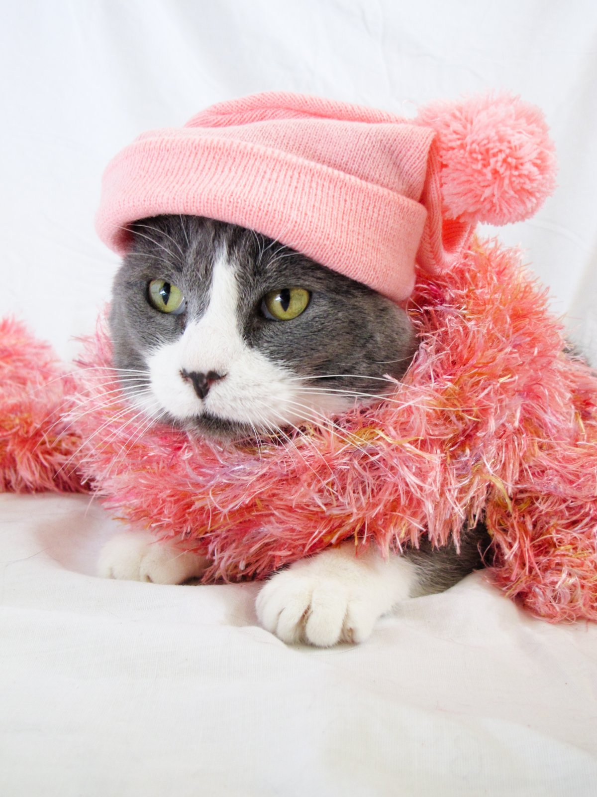 Шапочка котика