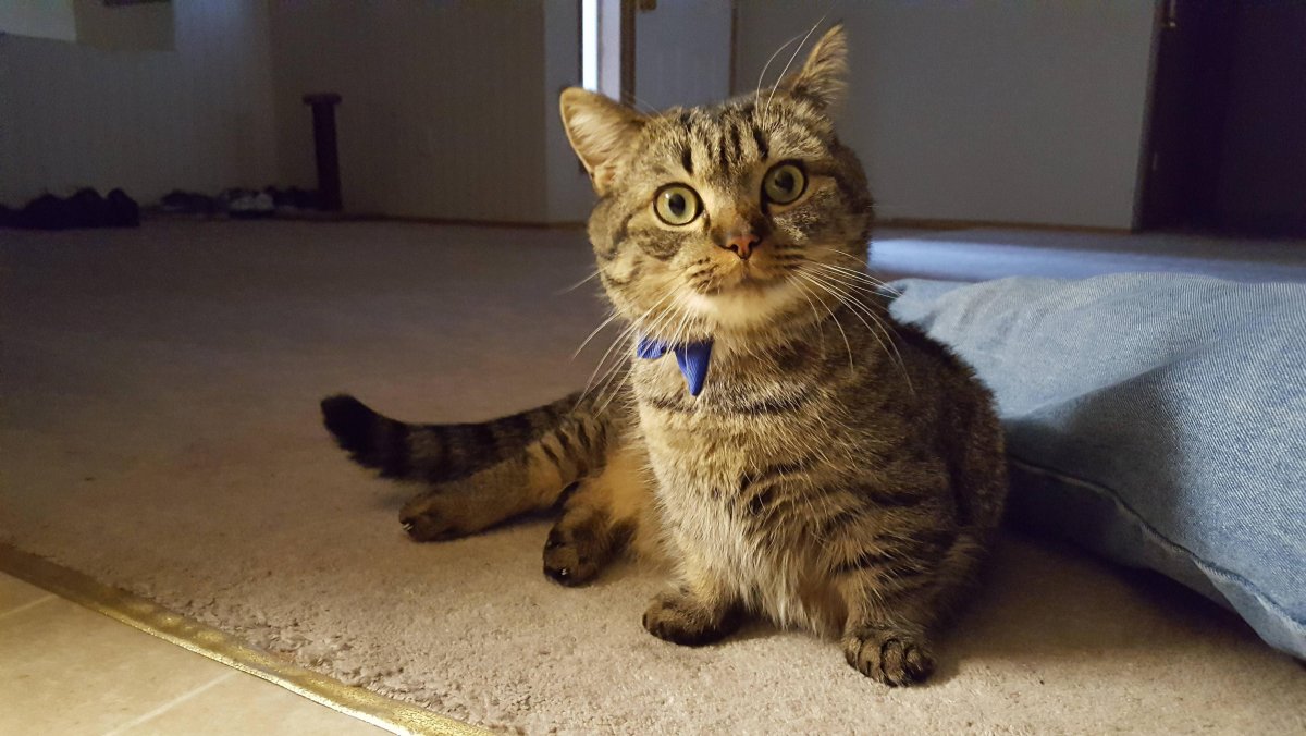 Манчкин табби