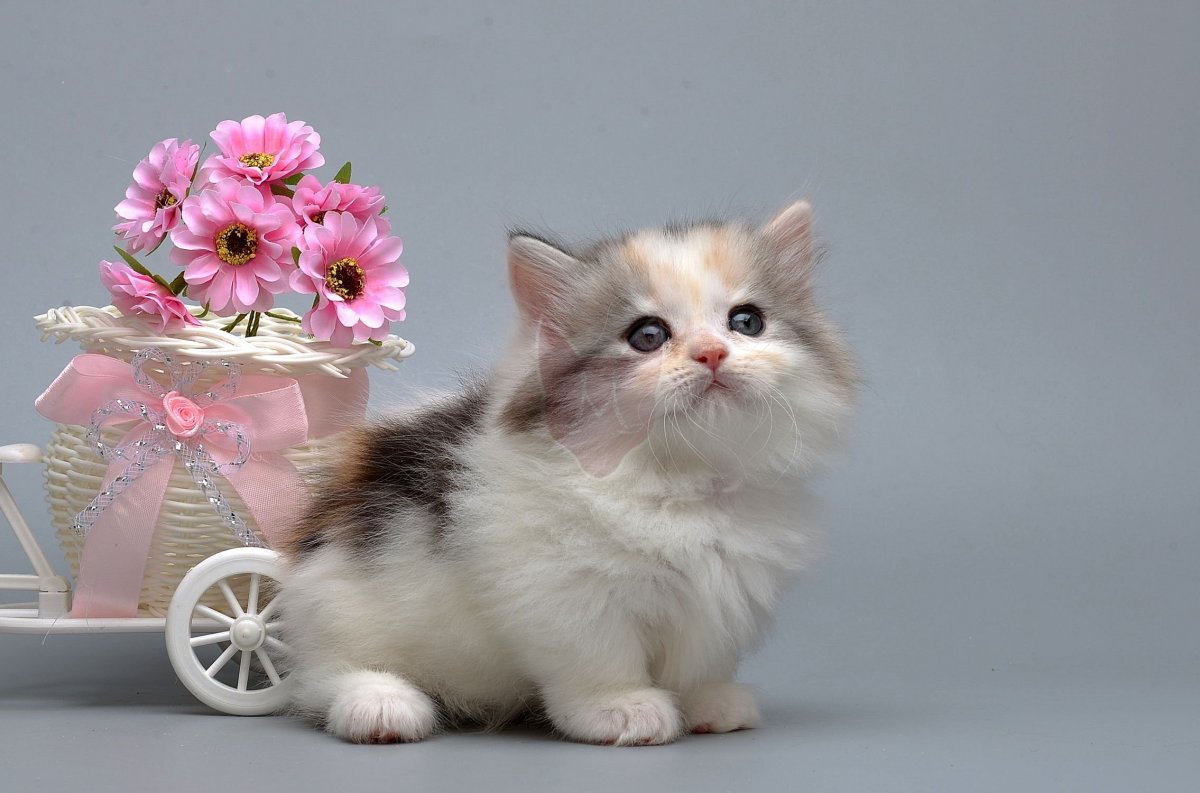 Манчкин котята