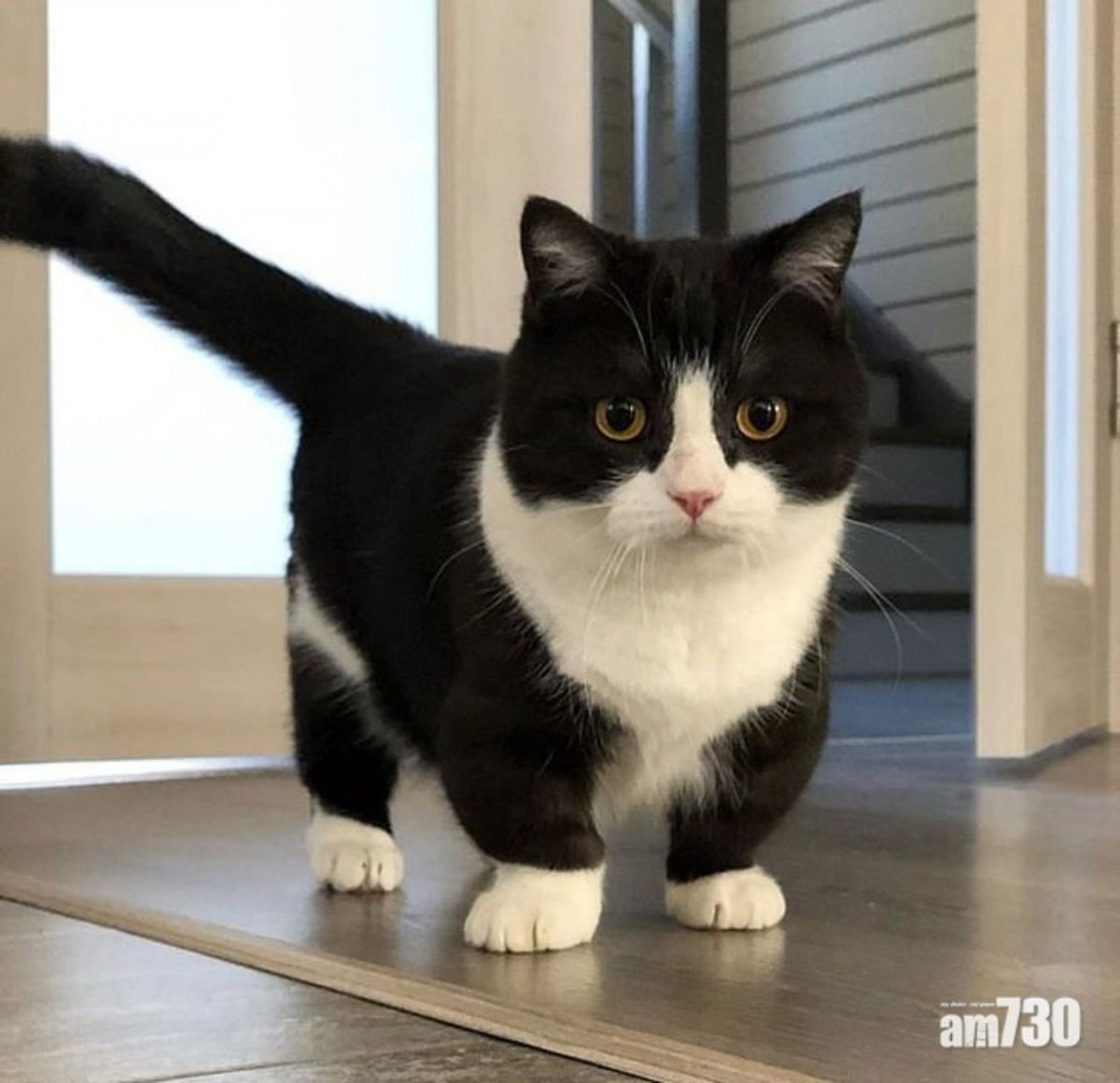 Кот с маленькими лапками