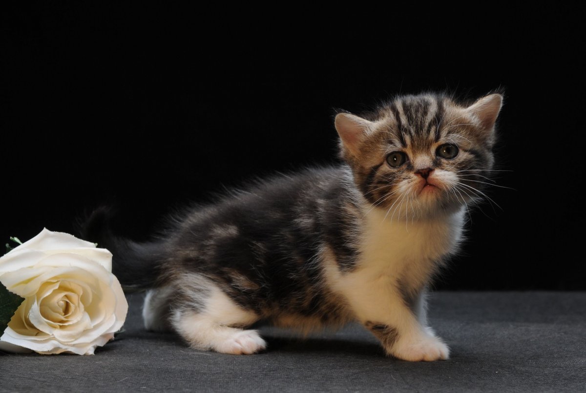 Манчкин котеночек