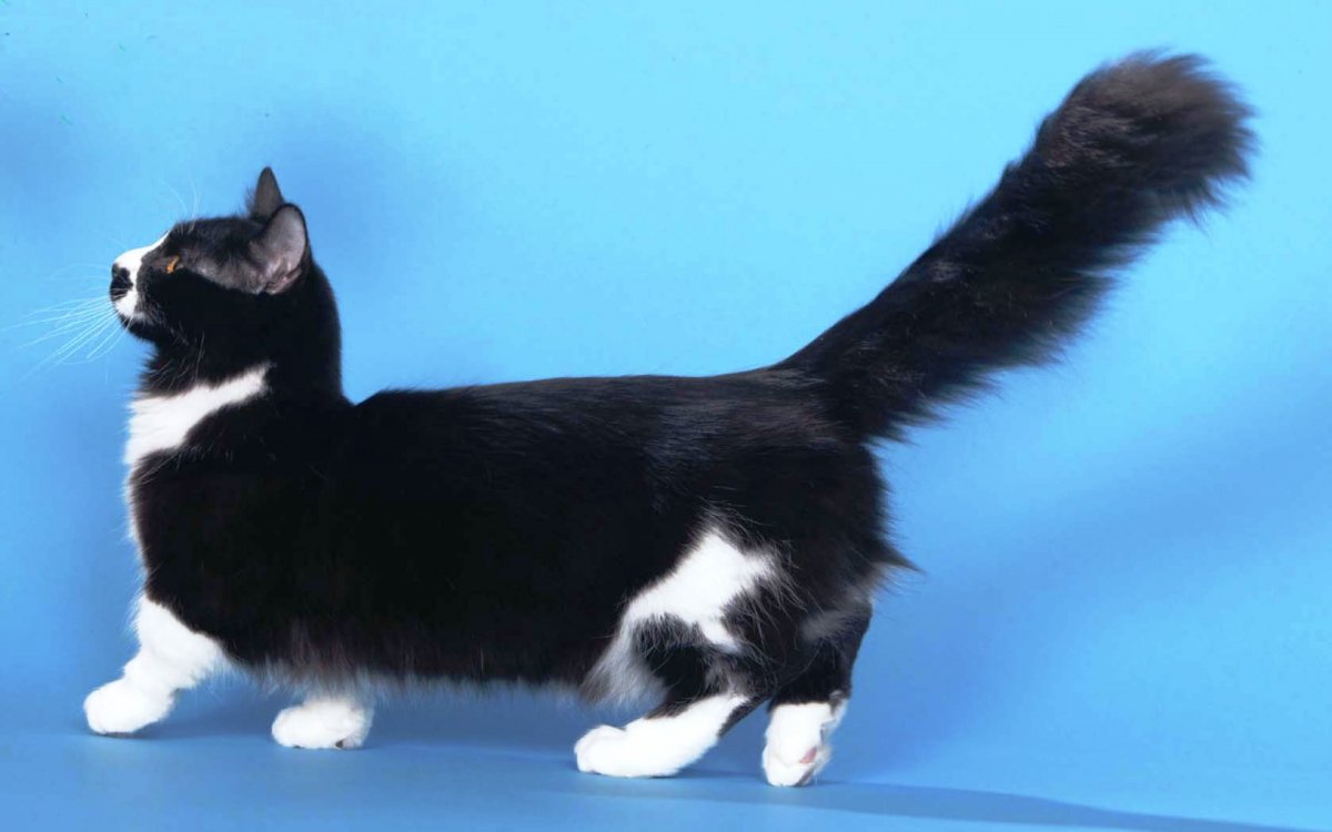 Манчкин кот черный