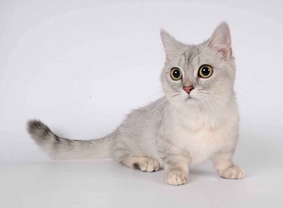 Манчкин кошка белая