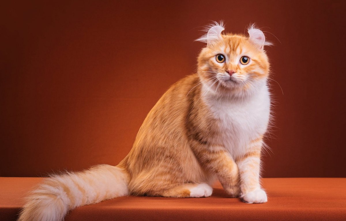 Манчкин порода кошек