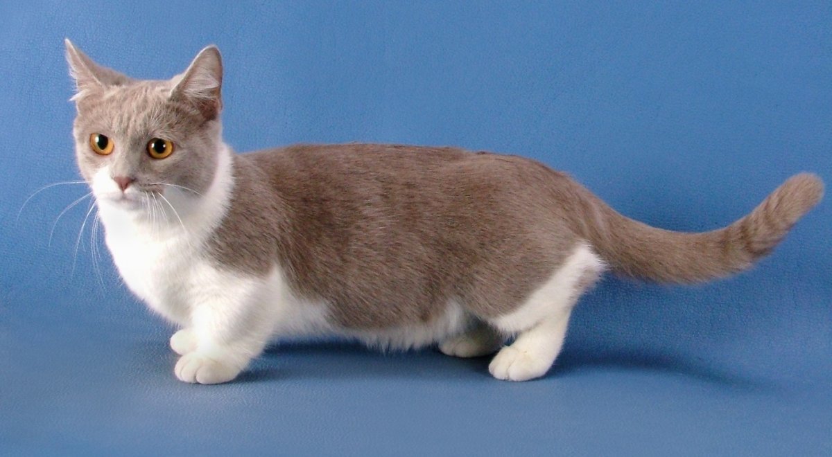 Манчкин шиншилла