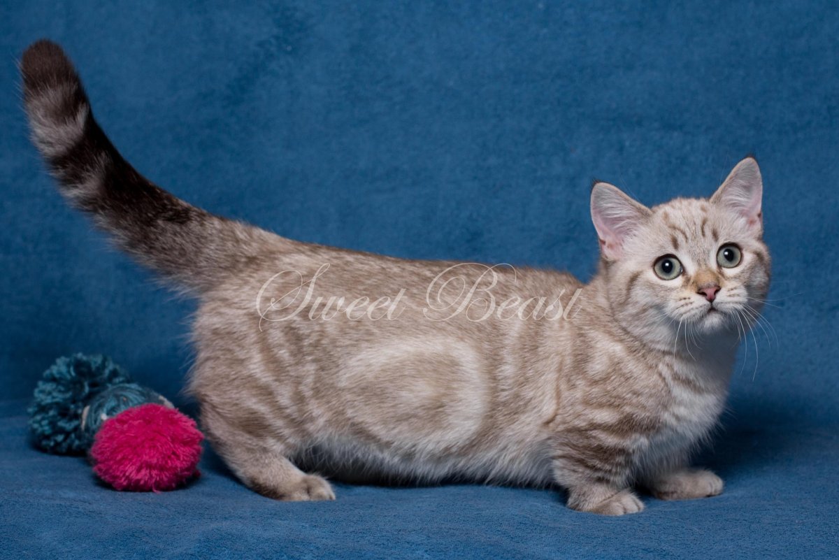 Манчкин кот