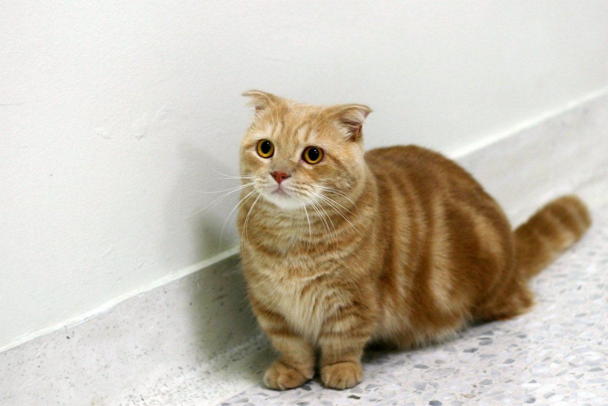 Манчкин толстый кот