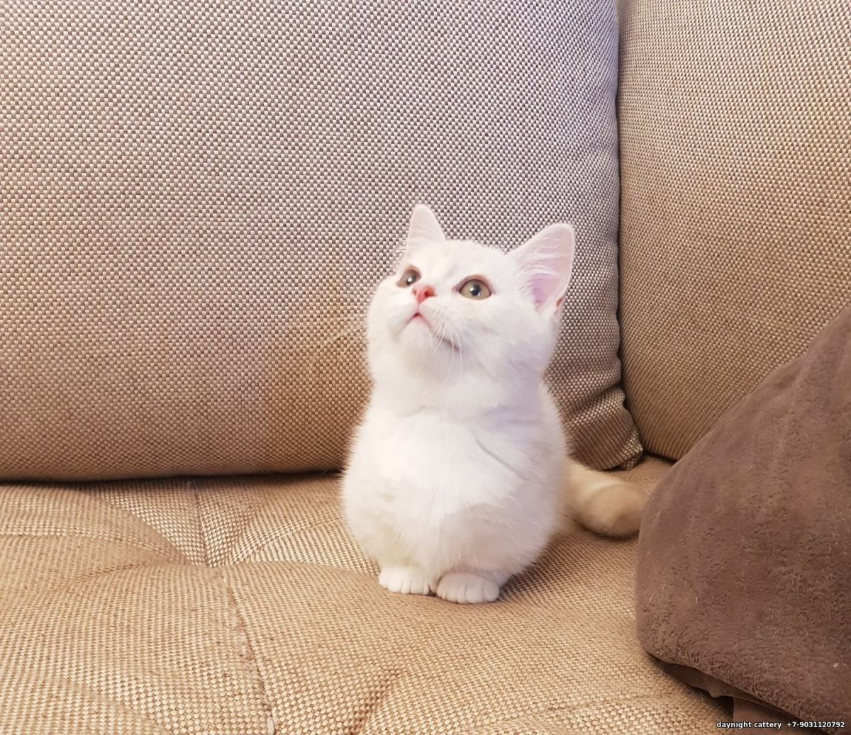 Шотландский Манчкин