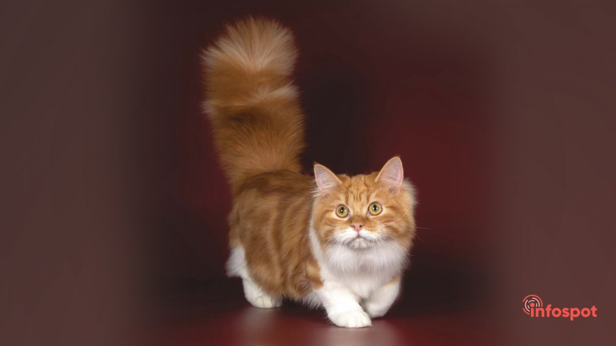 Манчкин кот