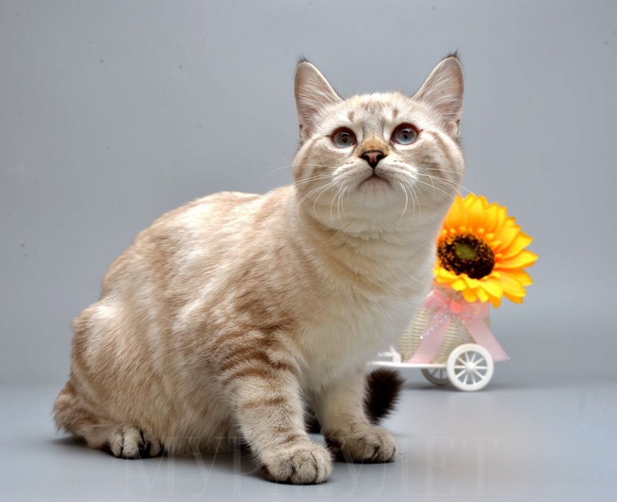 Манчкин кинкалоу