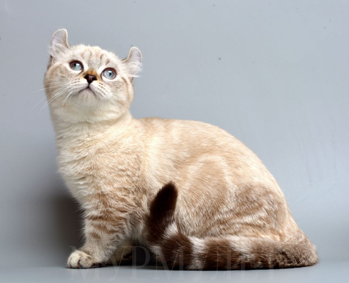 Манчкин короткошерстный
