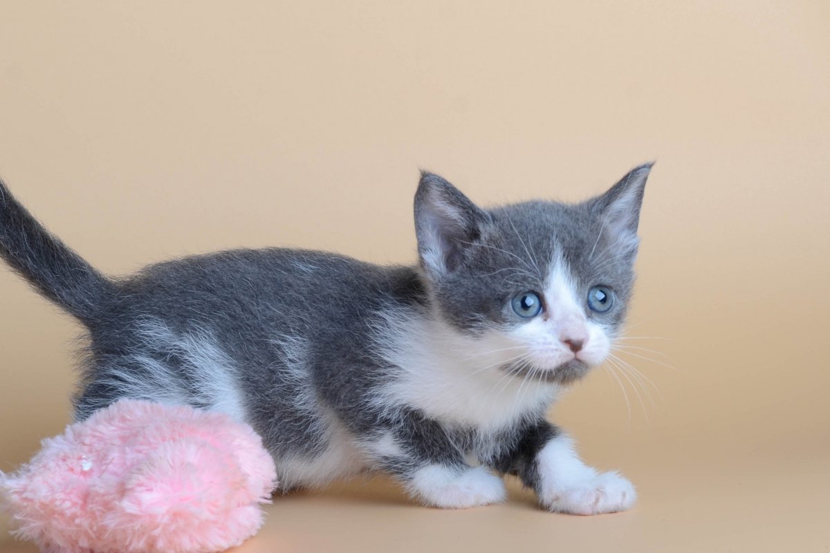 Манчкин Менуэт кошка