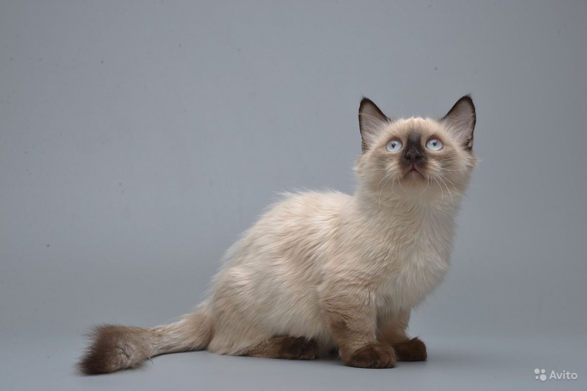 Манчкин кот полосатый