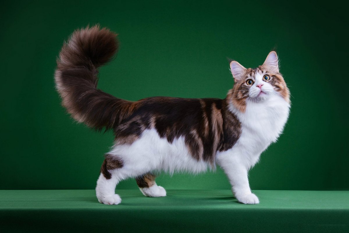 Манчкин порода кошек