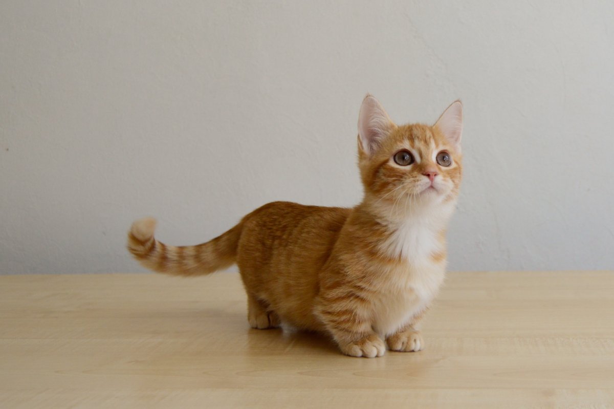 Манчкин кот полосатый