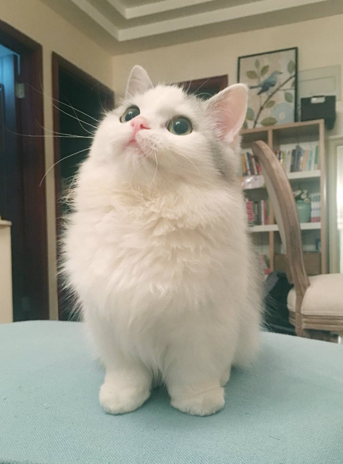 Манчкин шиншилла