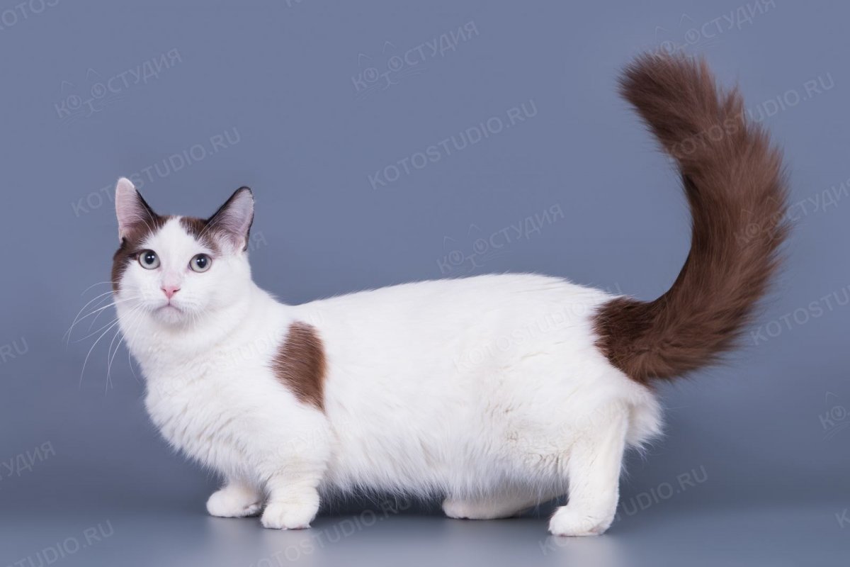 Манчкин кот