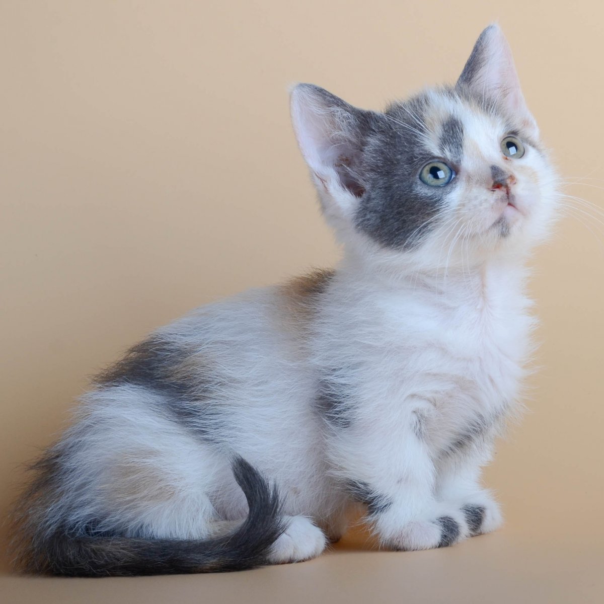 Кинкалоу, керл, Манчкин