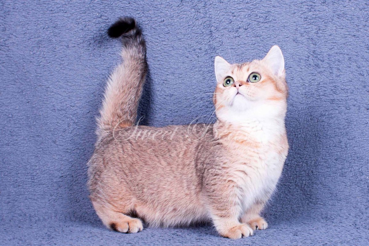 Манчкин Британская шиншилла