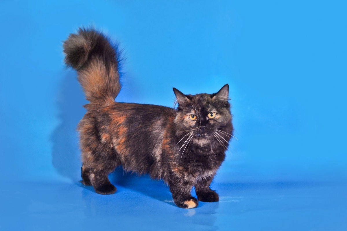 Манчкин кот маленький