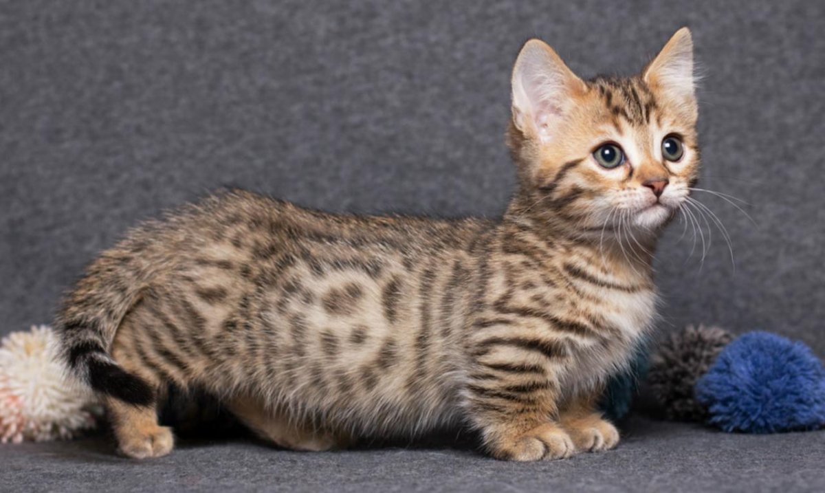 Манчкин длинношерстный