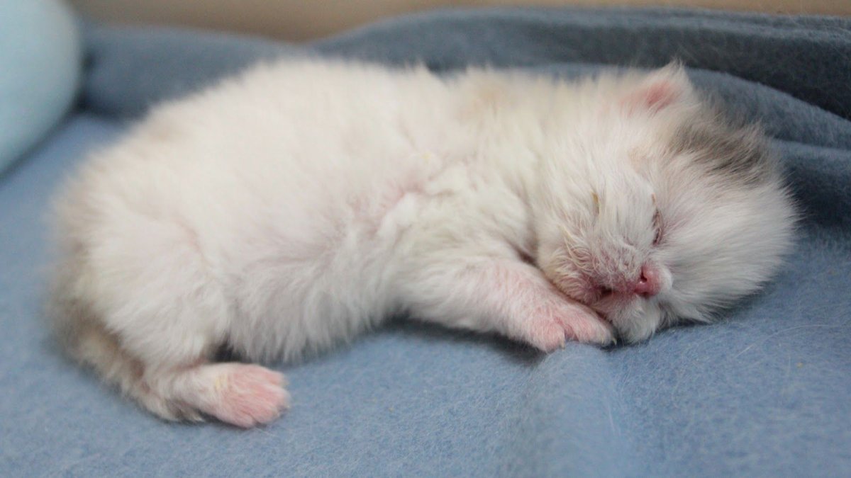 Новорождённые котята вислоухие Шотландские